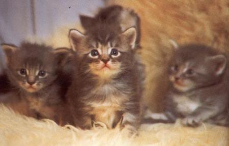les petits chatounets